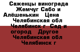 Саженцы винограда Жемчуг Сабо и Алёшенькин › Цена ­ 150 - Челябинская обл., Челябинск г. Сад и огород » Другое   . Челябинская обл.,Челябинск г.